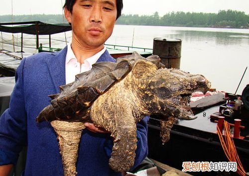 什么人养鳄鱼龟，什么人不适合吃鳄龟