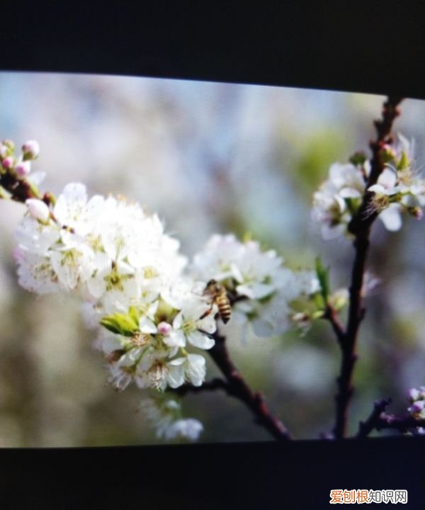 李子是什么时候开花结果，黑布林李子树什么时候开花