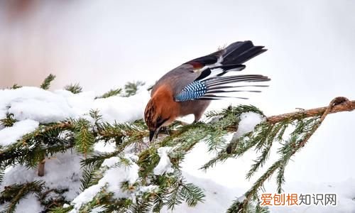 松鸦是几级保护动物，东北松鸭几级保护动物