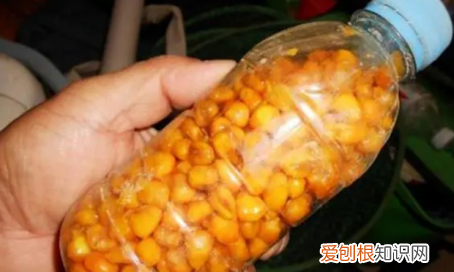 钓鲫鱼如何配窝料，钓鲫鱼用什么窝料打窝最好