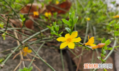 迎春花什么季节开，迎春花是什么季节开的