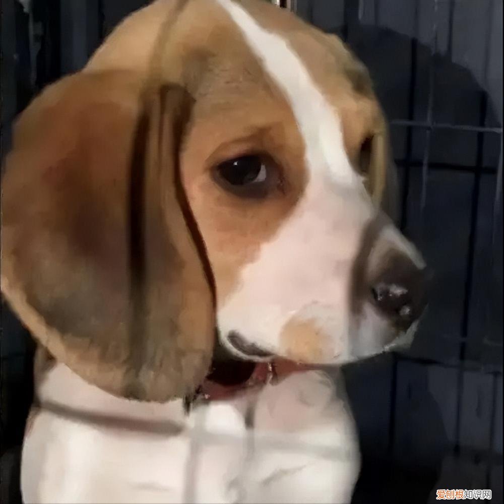 养狗，千万别养“比格犬”