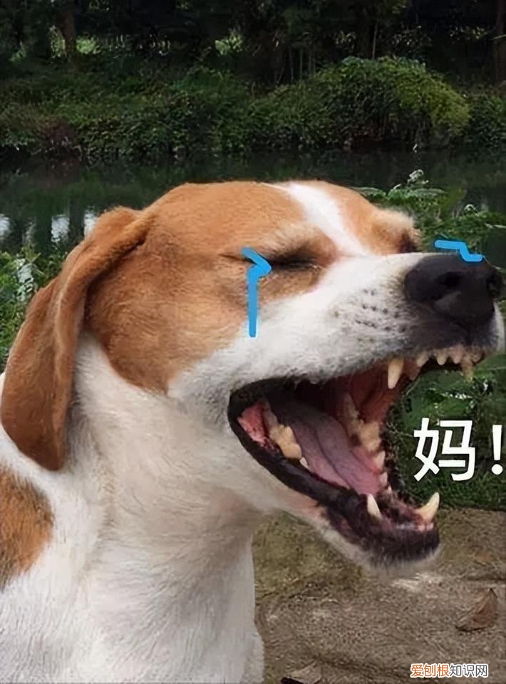 养狗，千万别养“比格犬”