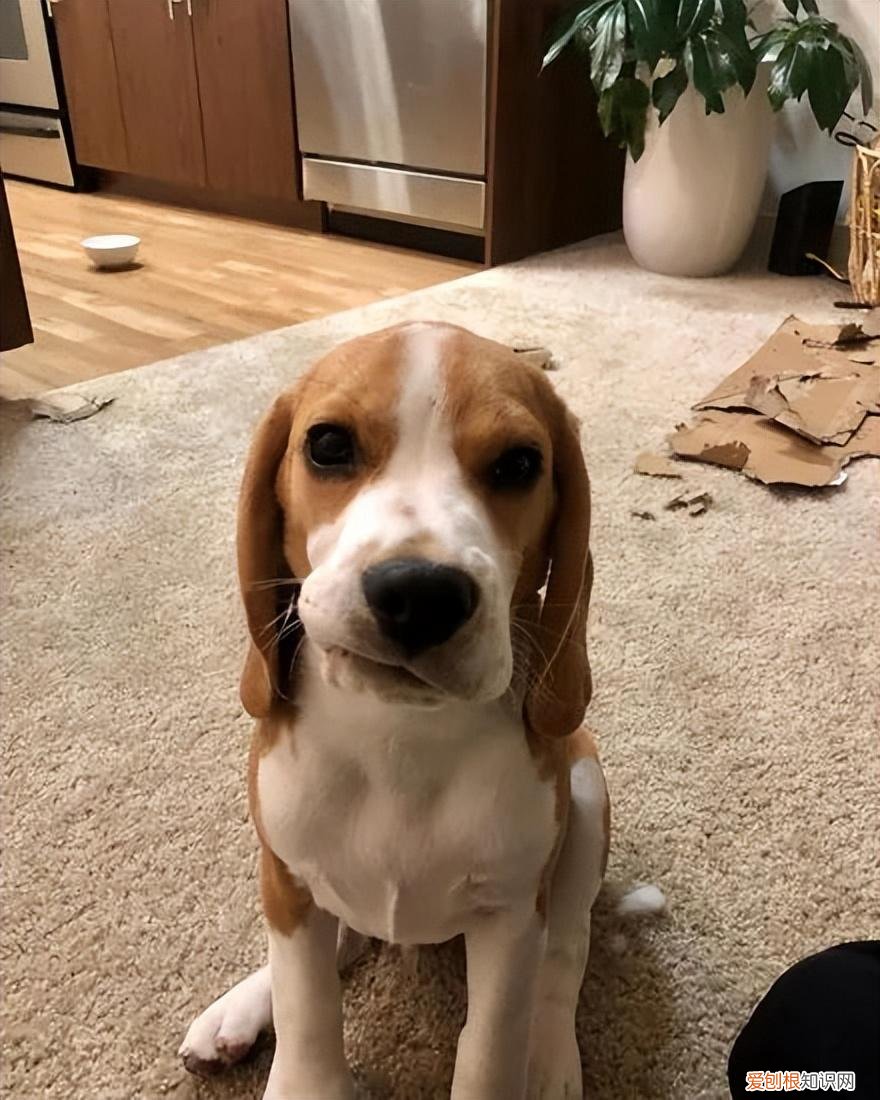 养狗，千万别养“比格犬”