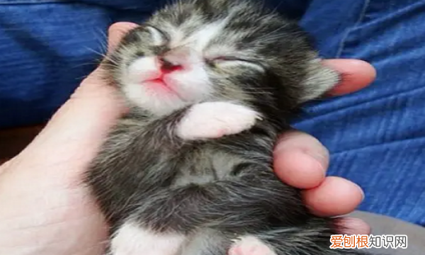 猫狂犬病会遗传，母猫的狂犬病毒会遗传给小猫吗