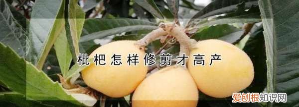 枇杷树怎么修剪，油茶树怎样修剪才能高产