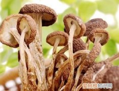 吃茶树菇有什么好处