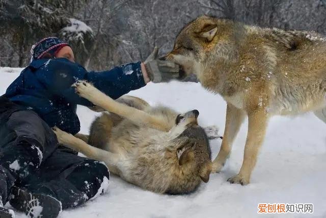 男子青海自驾偶遇两头狼，前车误认是狗下车查看