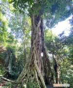 热带雨林树通天是什么生肖，欲钱买通天本领是什么生肖