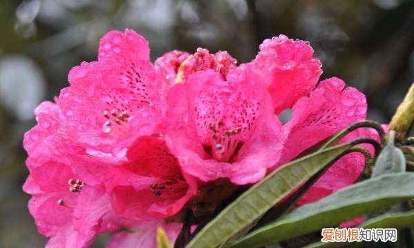 花骨朵没开就掉了怎么办，沙漠玫瑰花骨朵没开就蔫掉