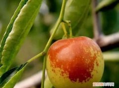 摘下的未成熟的枣子怎么变红，到了秋天树上的小枣什么变红了