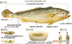 黄花鱼有哪些营养价值