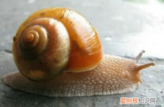 蜗牛外形特点描写，描写蜗牛样子和动作的句子
