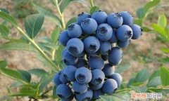 10月份还有蓝莓吗，云南怡颗蓝莓的成熟时期