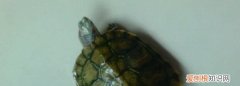 乌龟腐皮干养多久，巴西龟腐皮干养多久可以痊愈