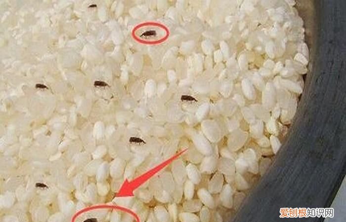 米出虫了还能吃不，米豆都长虫了还能吃