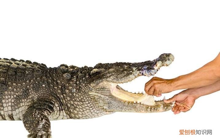 鲶鱼有舌头,鳄鱼有舌头吗