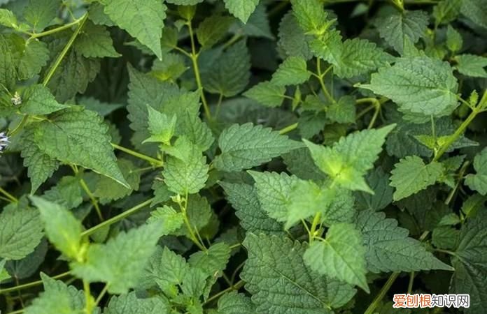 木姜菜是不是藿香