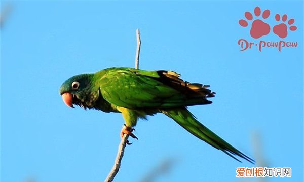 什么鹦鹉会说话，排名前10最会说话鹦鹉