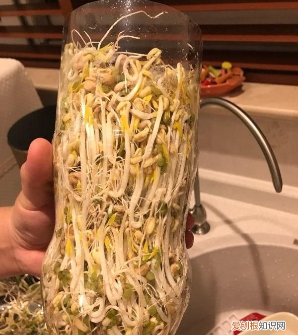 饮料瓶种青菜教程 饮料瓶可以二次种青菜吗