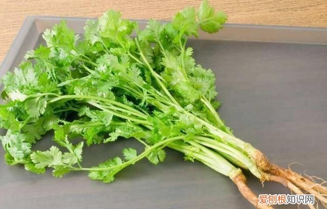 饮料瓶种青菜教程 饮料瓶可以二次种青菜吗