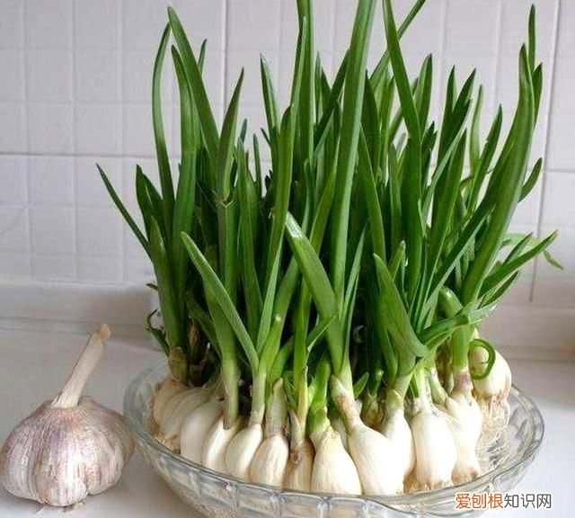 饮料瓶种青菜教程 饮料瓶可以二次种青菜吗