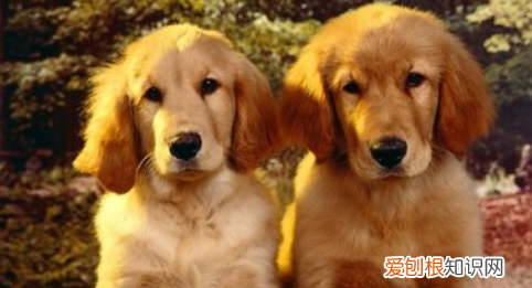 狗吃草什么原因，狗吃草的原因是什么