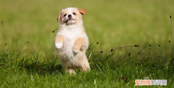 狗吃草什么原因，狗吃草的原因是什么