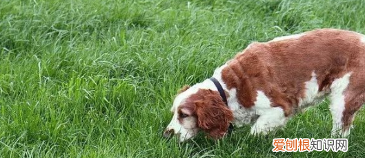 狗吃草什么原因，狗吃草的原因是什么