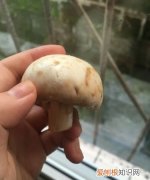 蘑菇发黑能吃吗，蘑菇怎样烧不发黑还能吃