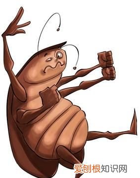 灭蟑螂的小妙招，餐馆怎么灭蟑螂最安全饭店灭蟑螂有什么小妙招