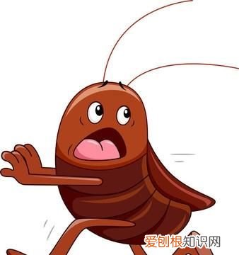 灭蟑螂的小妙招，餐馆怎么灭蟑螂最安全饭店灭蟑螂有什么小妙招