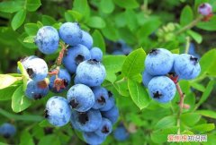 蓝莓一年结果几次，蓝莓树什么季节结果