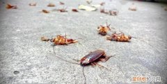 为什么会有蟑螂出现，我家住在高楼为什么还会有蟑螂