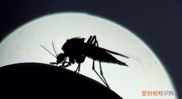 冬天如何消灭家里的蚊子，冬天家里有暖气有蚊子怎么办呢