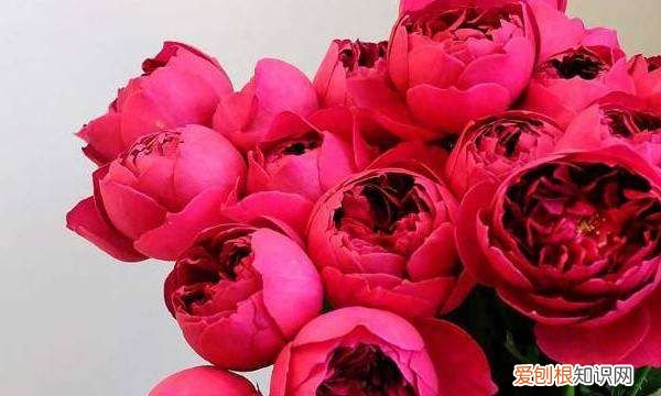 月季种子催芽方法，爬墙月季花种子怎么种容易发芽