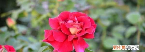 月季种子催芽方法，爬墙月季花种子怎么种容易发芽