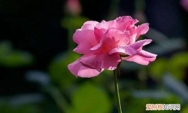 月季种子催芽方法，爬墙月季花种子怎么种容易发芽