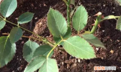 月季种子催芽方法，爬墙月季花种子怎么种容易发芽