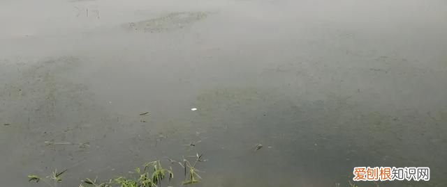 连续阴雨天小龙虾怎么管理,阴雨天小龙虾要喂食吗