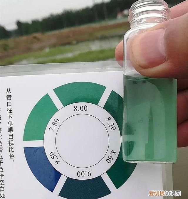 连续阴雨天小龙虾怎么管理,阴雨天小龙虾要喂食吗