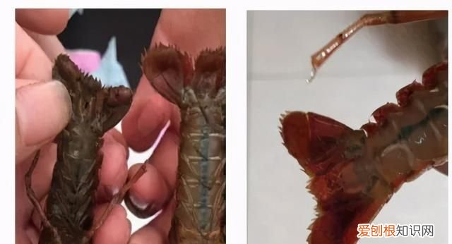 连续阴雨天小龙虾怎么管理,阴雨天小龙虾要喂食吗