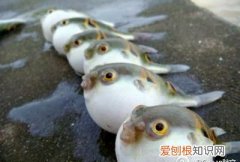 鯸鲐是什么，鱼字旁过来一个侯是什么字