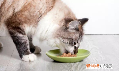 猫咪身上有癣怎么办，猫得了猫癣怎么治好得快