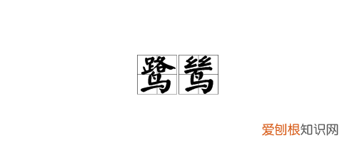 鹭的意思，杜牧《鹭鸶》注音版