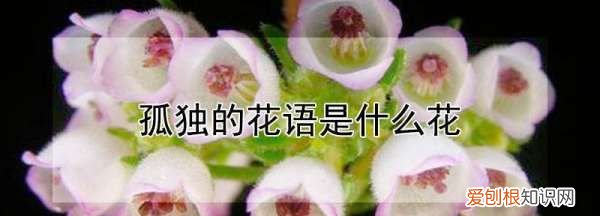 花语是孤独的花叫什么，什么花的花语是孤独忧郁绝望