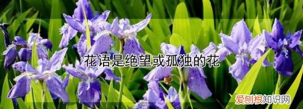 花语是孤独的花叫什么，什么花的花语是孤独忧郁绝望