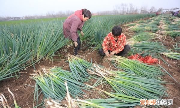 大葱在冷库保存多久,大葱冷库储存技术方法
