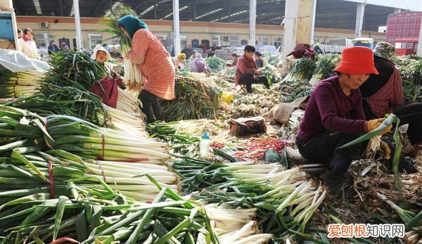 大葱在冷库保存多久,大葱冷库储存技术方法