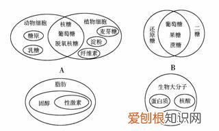 动植物共有的糖有哪些，属于动物体内的多糖的是什么